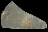 Ordovician Graptolite (Araneograptus) Plate - Morocco #116743-1